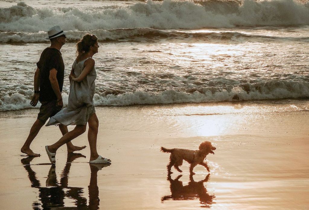 El reconocido hotel ubicado en Riviera Diamante Acapulco impulsa el turismo dog friendly y te invita a disfrutar de días inolvidables junto con este querido miembro de la familia
