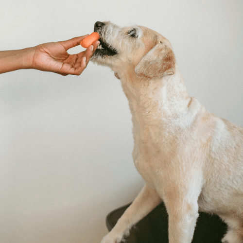 Beneful, Día del Perro